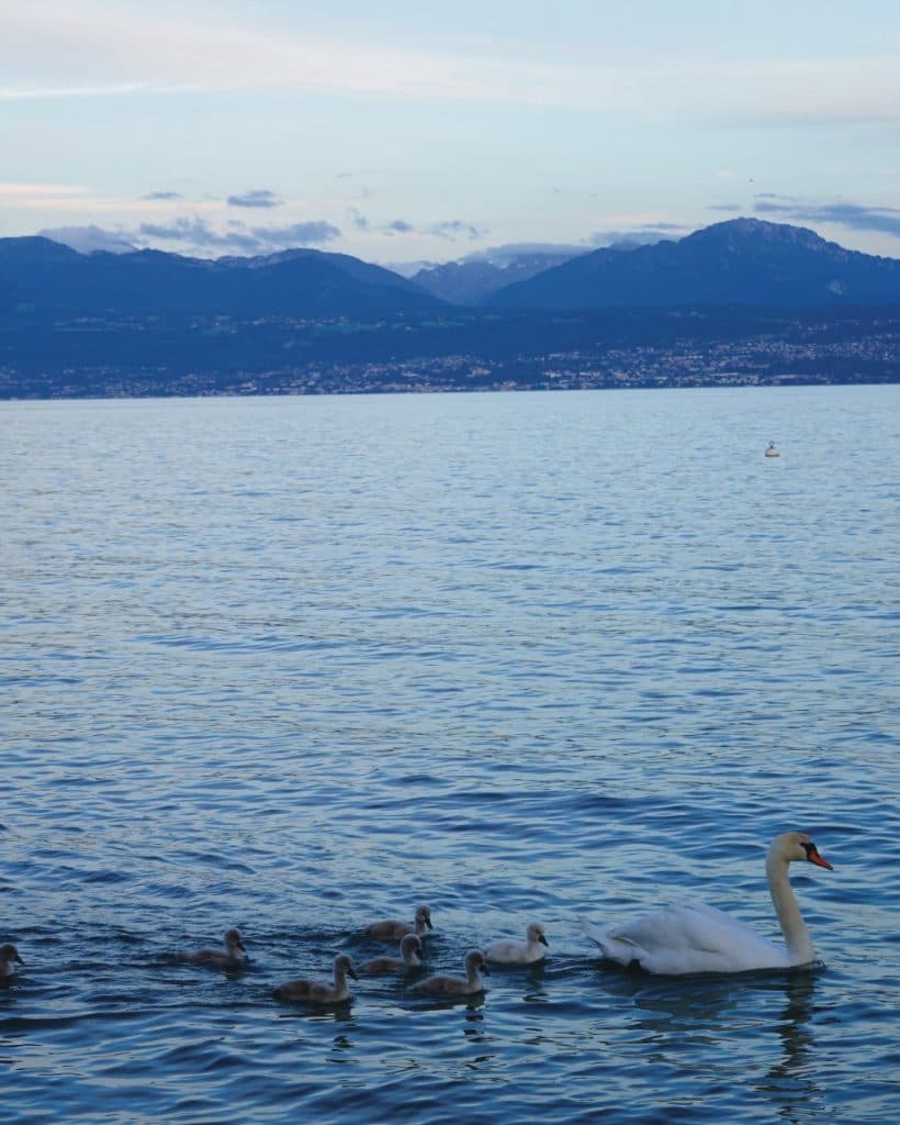 Een witte zwaan leidt zeven donzige grijze zwanenkuikens over een kalm blauw meer, met zachte rimpelingen. In de verte zijn de bergen en het stadje Morges, in het kanton Vaud, te zien onder een hemel met hier en daar wat wolken.
