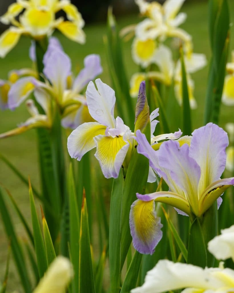 In een levendige tuin in Morges staan verschillende bloeiende irissen met lichtlavendelkleurige en gele bloemblaadjes te midden van lange groene bladeren. Op de achtergrond zijn nog meer irissen en wazig groen te zien, waarmee de schoonheid van de lente in Vaud wordt vastgelegd.