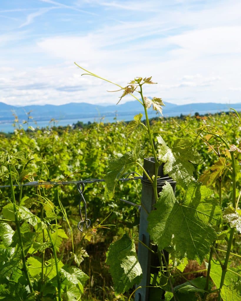 Een weelderige, groene wijngaard in Vaud strekt zich uit richting de blauwe bergen in de verte, onder een gedeeltelijk bewolkte hemel. Jonge wijnstokken klimmen langs een metalen paal met door de zon beschenen bladeren, terwijl op de middelste achtergrond een glimp van het meer bij Morges glinstert.