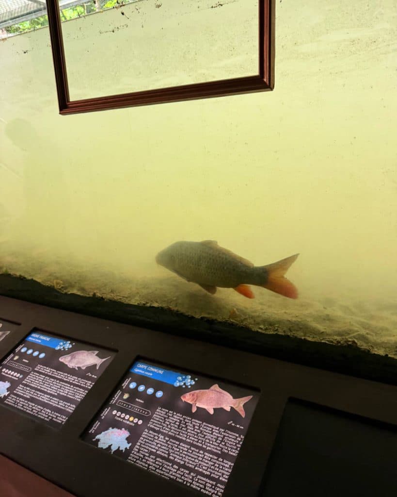 In een troebel aquarium zwemt een grote vis, boven informatieborden waarop verschillende vissoorten uit de regio Vaud, in de buurt van Morges, worden beschreven. Het glas van het aquarium is enigszins vuil en boven het aquarium is gedeeltelijk een houten frame zichtbaar.
