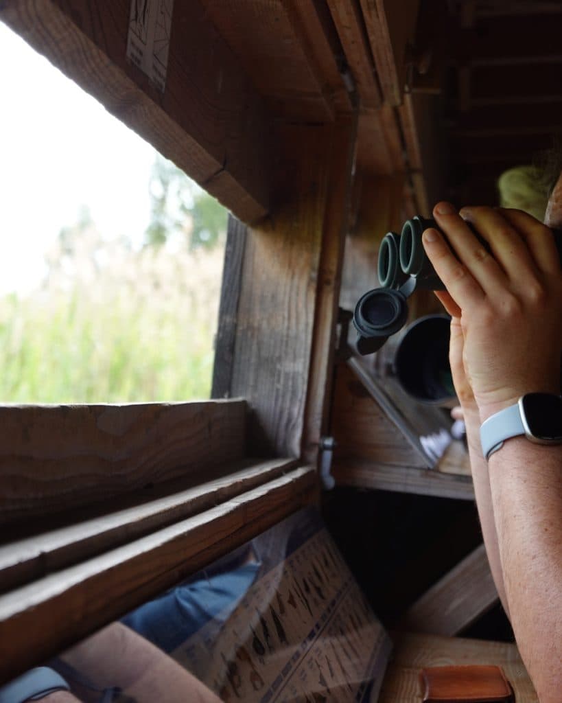 Een persoon met een lichtgekleurde smartwatch houdt een verrekijker voor zijn ogen en kijkt naar buiten vanuit een houten vogelobservatiehut in Yverdon-les-Bains. Het zonlicht valt naar binnen en onthult het groen buiten en de vogelbepalingskaarten in de observatiehut.