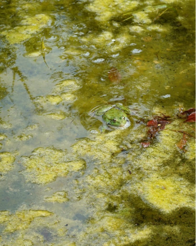 Een groene kikker, waarvan alleen het kopje zichtbaar is, gluurt vanuit een ondiepe, troebele vijver in Yverdon-les-Bains, die bedekt is met vlekken van geelgroene algen en drijvend afval. De kikker gaat op in de waterige, gevlekte omgeving.