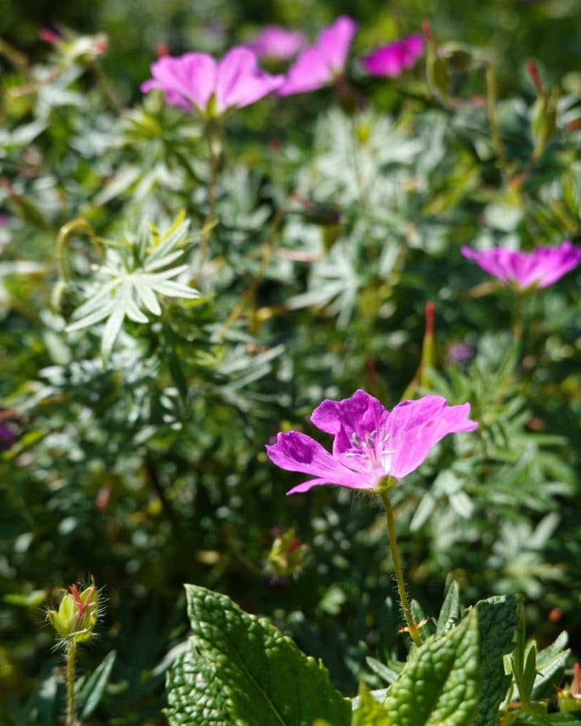 Een close-up van levendig paarse wilde bloemen met delicate bloemblaadjes, omringd door groen gebladerte en bladeren in Vaud. Het zonlicht laat de belangrijkste bloem op de voorgrond goed uitkomen, terwijl op de achtergrond, in zachte focus, nog meer paarse bloemen en wazig groen te zien zijn.