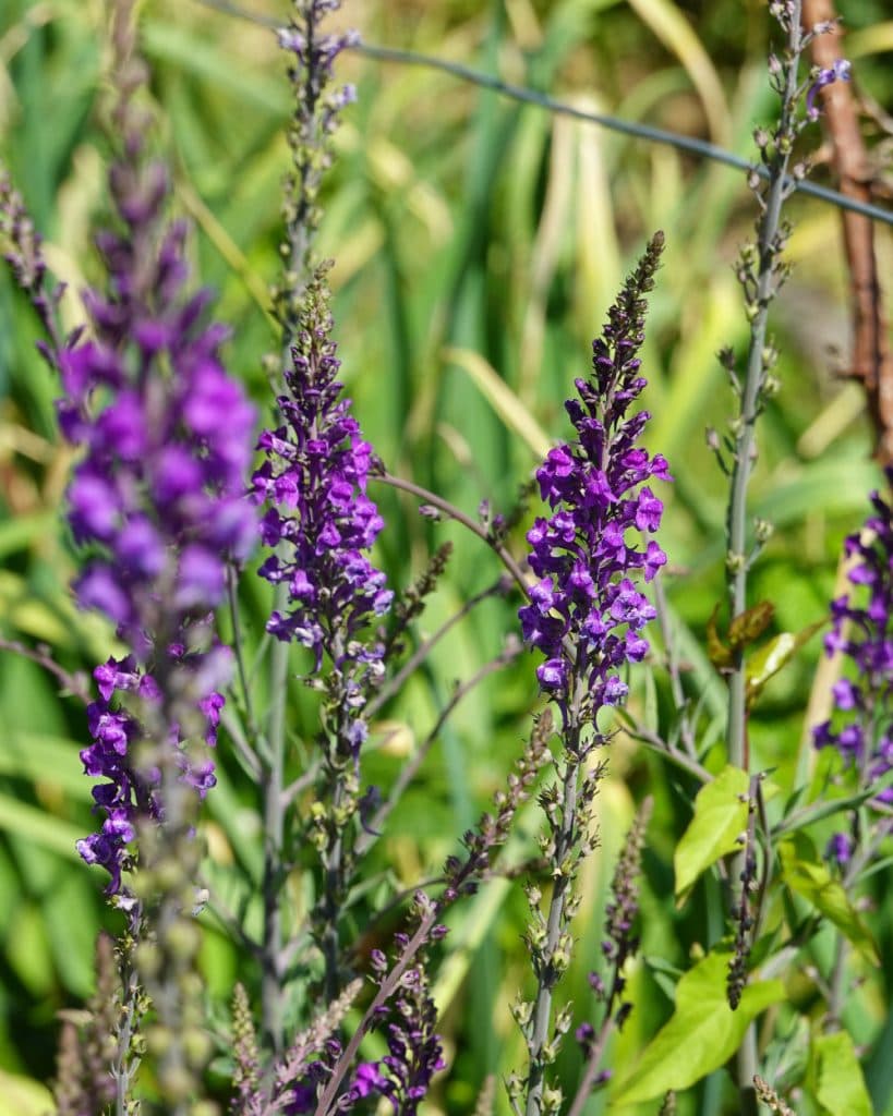 Hoge stengels met paarse wilde bloemen en kleine bloemtrossen steken af tegen het groene, grasachtige gebladerte in de weiden bij Yverdon-les-Bains. Het zonlicht laat de levendige bloemblaadjes en de rechtopstaande stengels mooi uitkomen tegen een wazige natuurlijke achtergrond.