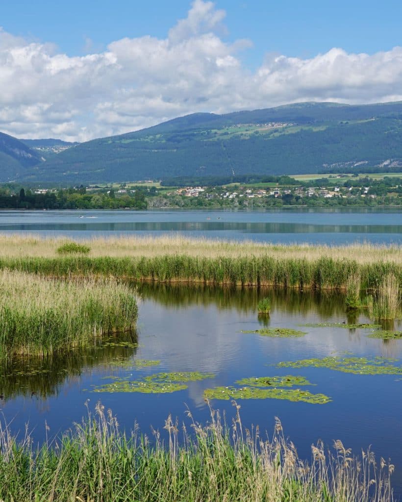 Een moerassige oever met hoog gras en groene waterlelies in het water; aan de overkant van het Meer van Neuchâtel ligt het dorpje Yverdon-les-Bains in het kanton Vaud, genesteld aan de voet van beboste heuvels en bergen onder een gedeeltelijk bewolkte blauwe hemel.