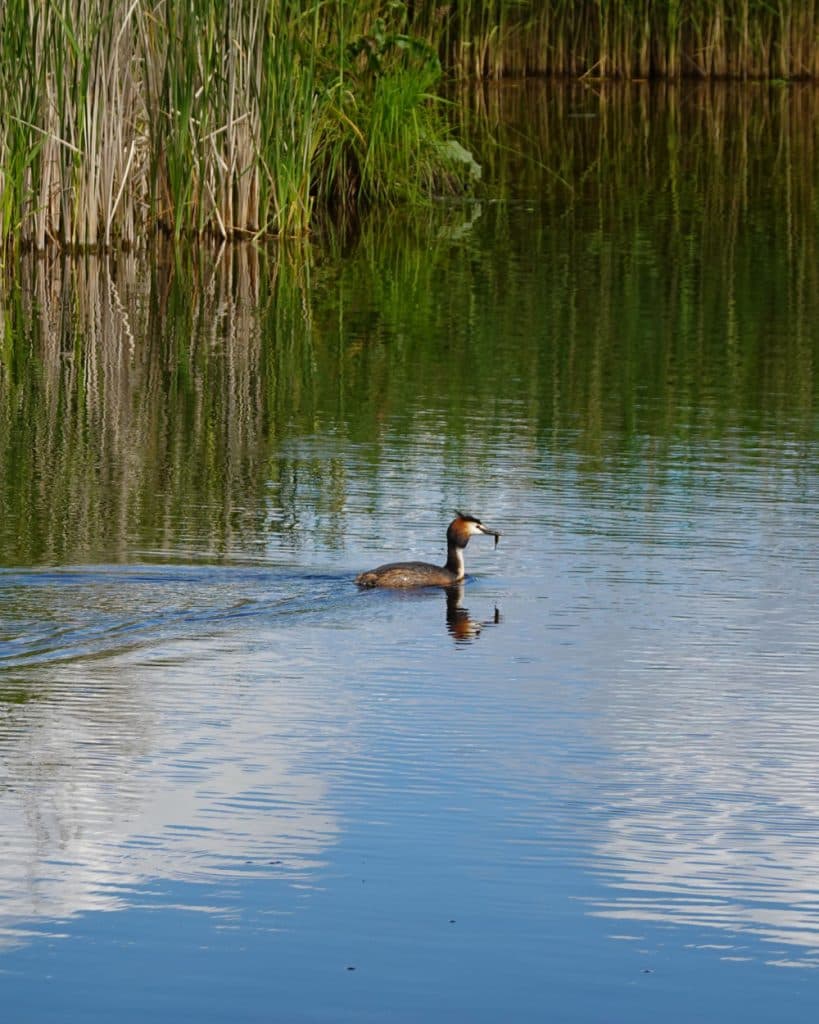Een fuut zwemt in een rustige vijver bij Yverdon-les-Bains, in het kanton Vaud, met links groen riet. De vogel heeft een vis in zijn snavel, terwijl het water de blauwe lucht en de witte wolken weerspiegelt, waardoor een vredig tafereel ontstaat met weelderige begroeiing op de achtergrond.