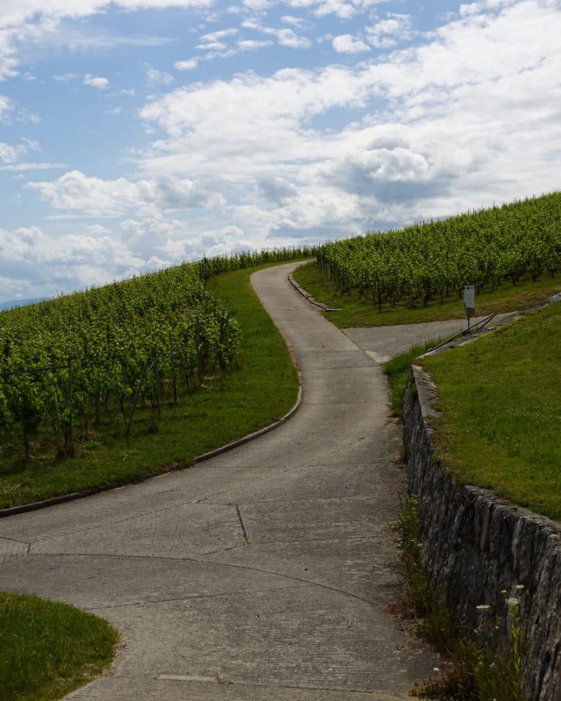 Een smal, kronkelend betonnen pad slingert zich bergopwaarts door een groene wijngaard onder een gedeeltelijk bewolkte hemel in de schilderachtige regio Verrassend Vaud. Het pad wordt aan één kant omzoomd door gras en een laag stenen muurtje, terwijl rijen wijnstokken zich uitstrekken over het glooiende landschap in de buurt van Yverdon-les-Bains.
