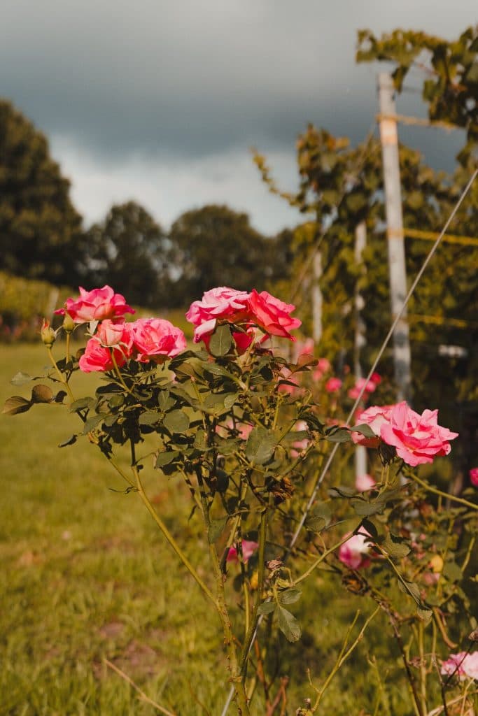 Roze rozen die buiten bloeien in de buurt van een wijngaard, met groen gras en wijnstokken op de achtergrond onder een bewolkte hemel, geven de serene sfeer van de Brabantse natuur perfect weer.
