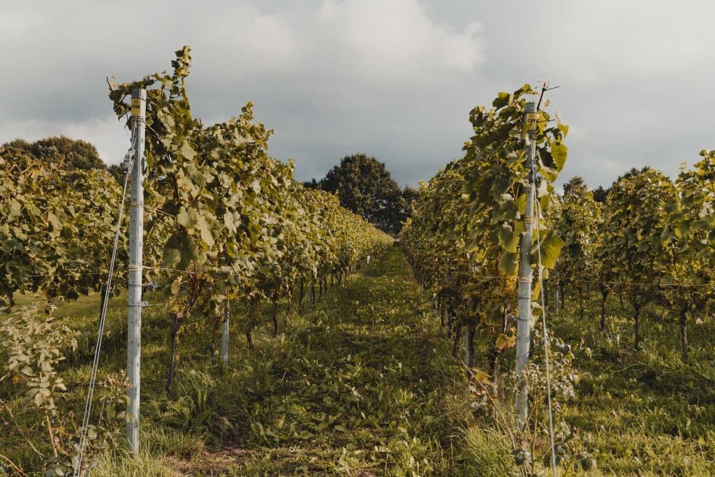 Rijen wijnstokken groeien in een wijngaard onder een bewolkte hemel, met groen gras en weelderige wijnstokken die zich uitstrekken tot in de verte – een vredig tafereel dat de essentie van de Brabantse natuur weergeeft, perfect voor wie wil overnachten en eten te midden van het rustige platteland, vlakbij het bruisende Breda.