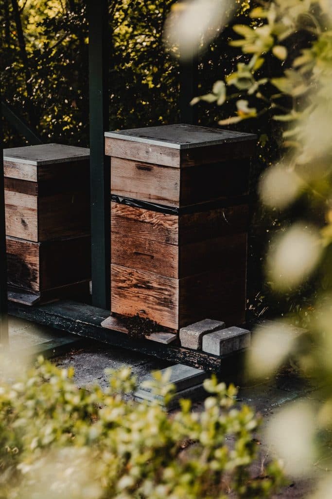 Twee houten bijenkasten staan buiten op een betonnen plaat, omringd door groen gebladerte en gedeeltelijk in de schaduw van nabijgelegen planten, en stralen de rustige sfeer van de Brabantse natuur uit.