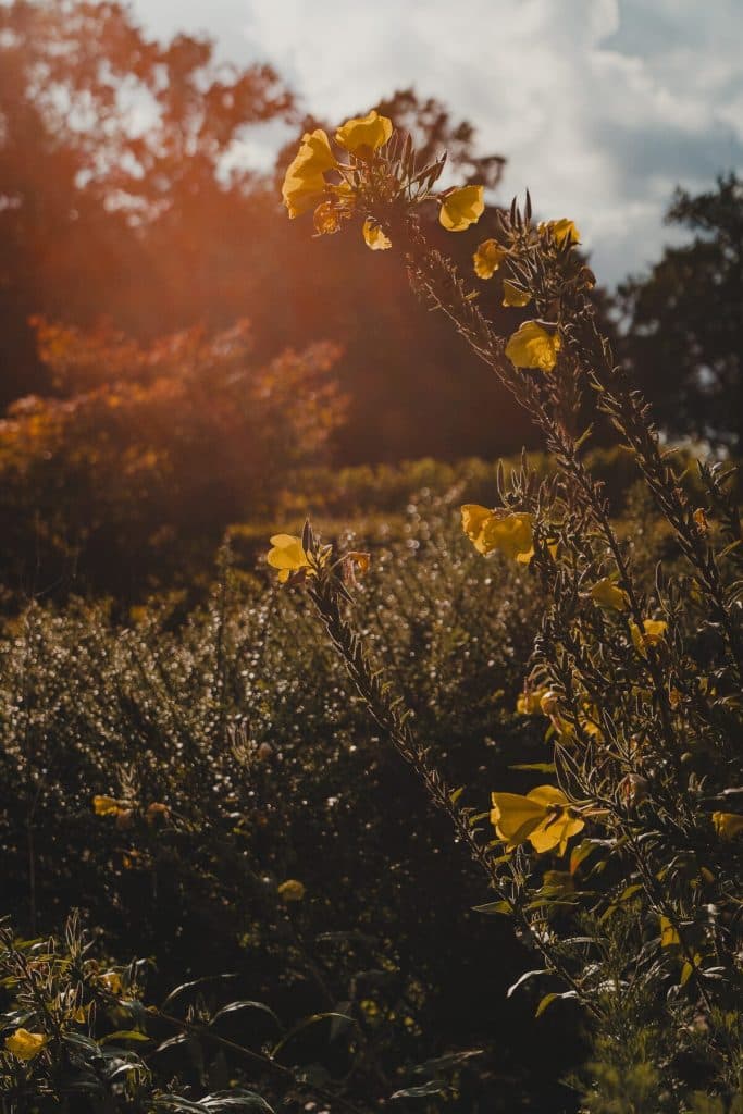 Hoge gele wilde bloemen groeien in een zonovergoten veld met bomen en struiken op de achtergrond, onder een gedeeltelijk bewolkte hemel, en geven daarmee de essentie weer van ‘het goede leven’ waar Bruisend Breda om bekendstaat.