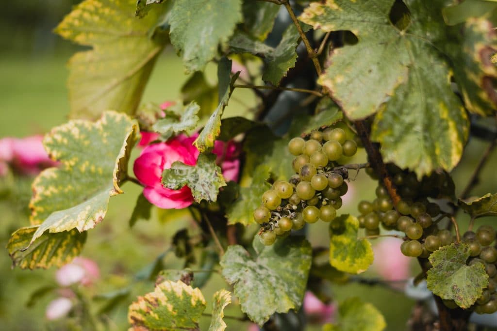 Groene druiven die aan een wijnstok hangen met grote, bontgekleurde bladeren en een roze bloem die tussen het gebladerte te zien is, roepen het gevoel van ‘het goede leven’ op – deze met zonnestralen beschenen trossen verwijzen naar de levendige sfeer van nonnenwijn, klaar om te proosten op een middag in Bruisend Breda.