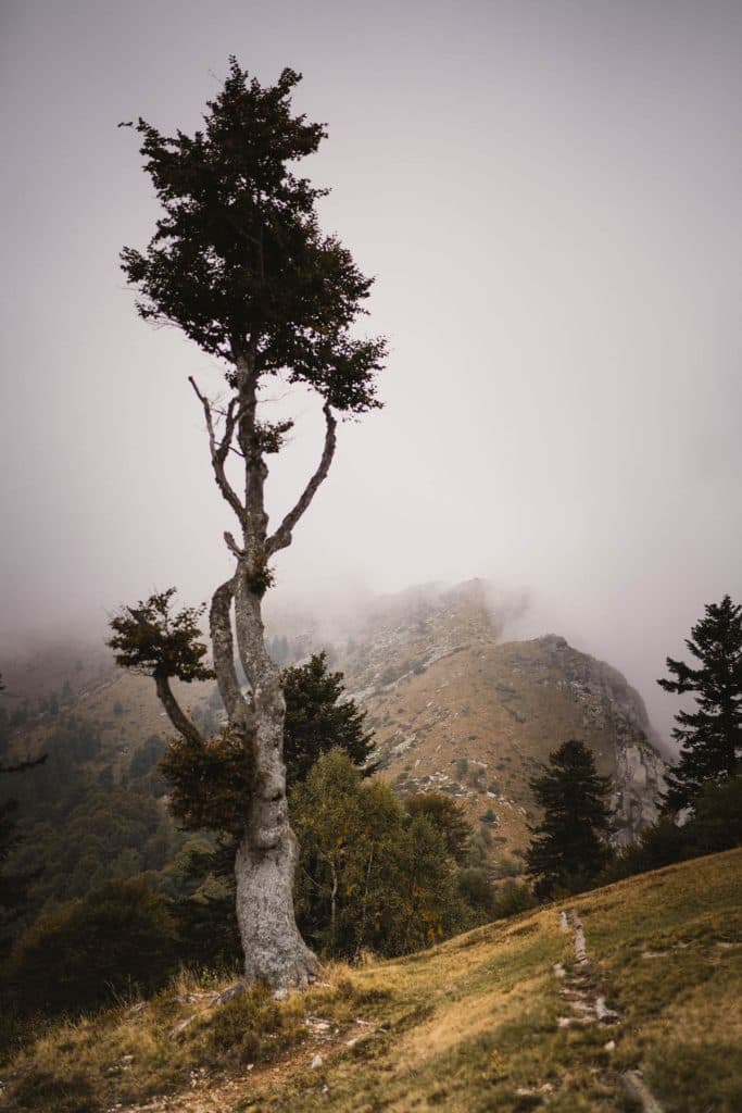 Een eenzame, kale boom op een helling op Cardada, met mist rond de bergtoppen erachter.